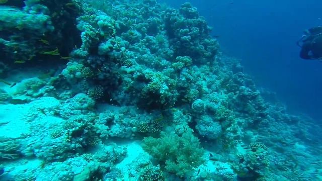 Diving in Red Sea Sharm-el-Sheikh смотреть онлайн