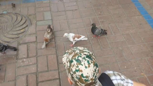 Ручные голуби))) Київська перепічка смотреть онлайн