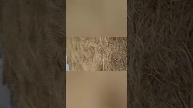 Кто-то паджог кусты возле озера 🔥🔥🔥 смотреть онлайн