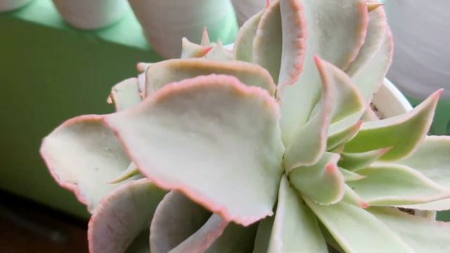 Hybrid And Variegated Succulent Plant Haul @Passion at60 смотреть онлайн