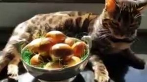 Юра Шатунов отмечает Пасху со своим котом Крошем
