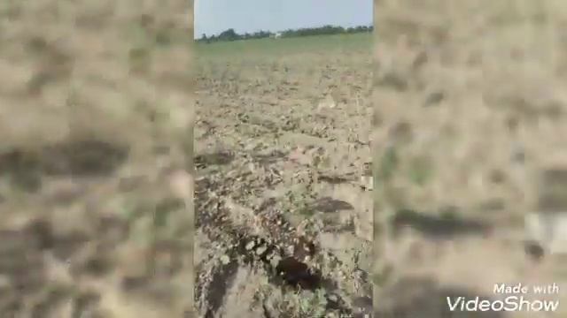 пахтага биогумус бердик сотигига 5.2 кг дан тушти 5.июня. 2022 г. смотреть онлайн