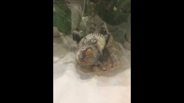 Альбом лучших поделок из морских ракушек своими руками 1. смотреть онлайн