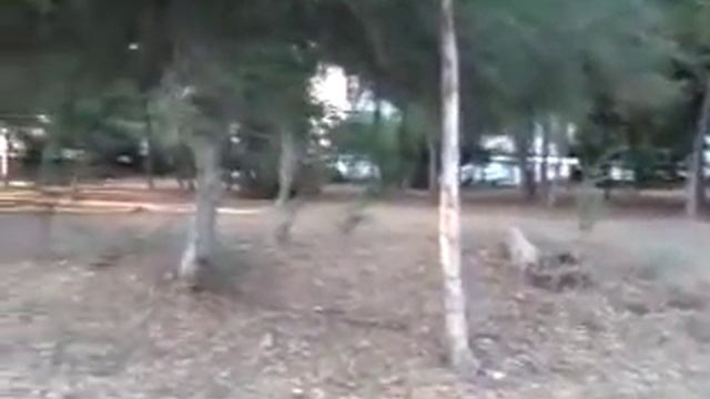 Кипрские зарисовки. Эвкалиптовая роща смотреть онлайн