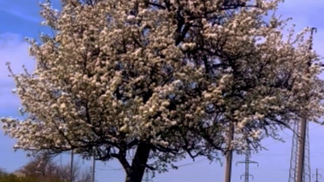 КАРЛОС КАСТАНЕДА / Описание мира / Цитаты из книги ТАЙНА Карлоса Кастанеды смотреть онлайн