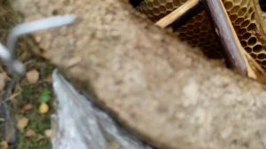 Роеловство. Как реально словить пчёл картонные ловушки.Снял пять ловушек с роями.#Ловля_роёв #Пчелы