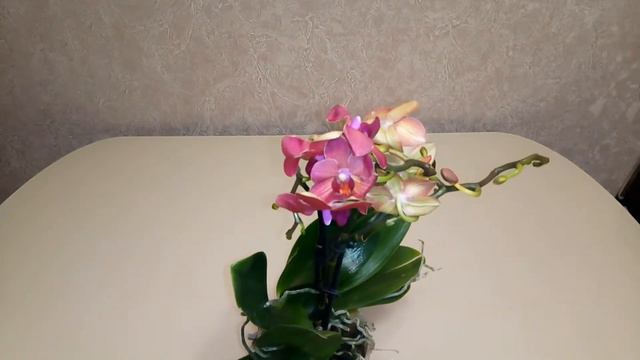 Выйграла орхидею за 100 рублей в лотерею) смотреть онлайн