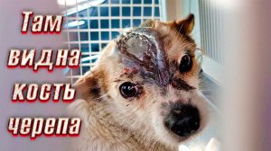 Валера уехал Катя подобрала собаку с рассеченной головой