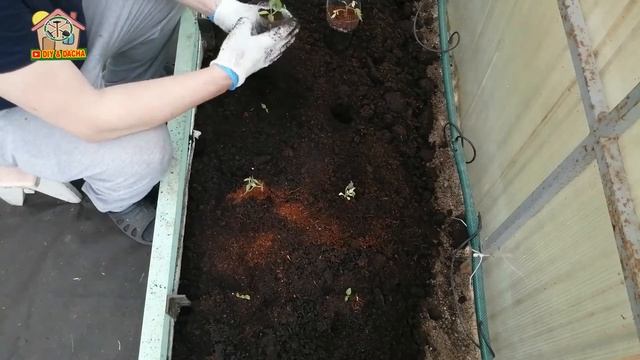 Рассада. Томаты. Перец. Баклажан. День 37. Высаживаю всходы в теплицу. 185с смотреть онлайн