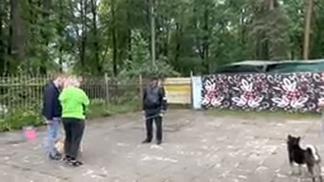 Выставка «СКОР»…Самурай…Монопородная…#сибаину смотреть онлайн