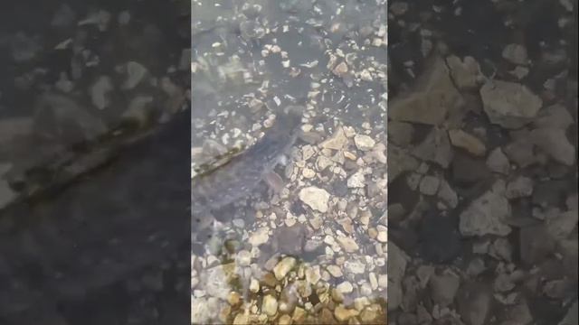 Зимний спиннинг Нижняя Москва река смотреть онлайн