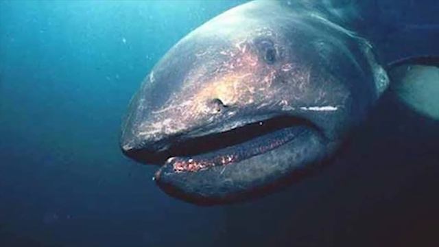 НАСТОЯЩИЕ морские МОНСТРЫ из водных ГЛУБИН! смотреть онлайн