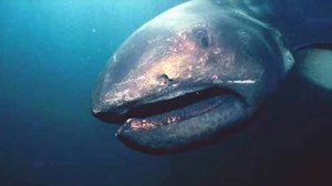 НАСТОЯЩИЕ морские МОНСТРЫ из водных ГЛУБИН!