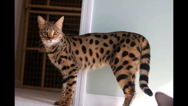 Самые редкие породы кошек смотреть онлайн