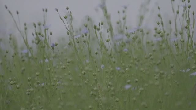 wind noise and grass for work and study 1h asmr || шум ветра и травы, для работы и учебы 1ч. смотреть онлайн