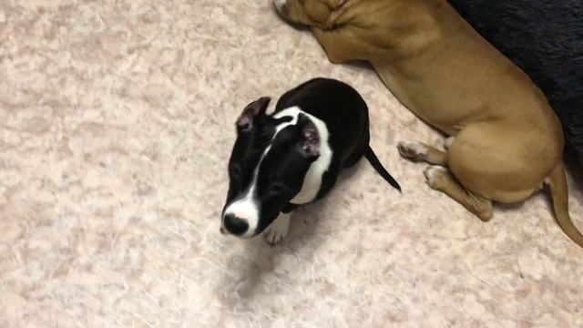 Воспитание щенка Стаффа/ Маркер "Да" "Нет" смотреть онлайн