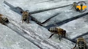Поиск жёлтых пчел среди кавказянки Краснополянского породного типа. Пчелохозяйтсво Кавказянка. Сочи