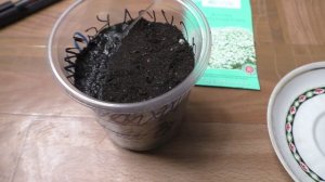 Посев ясколки на рассаду, первые всходы.