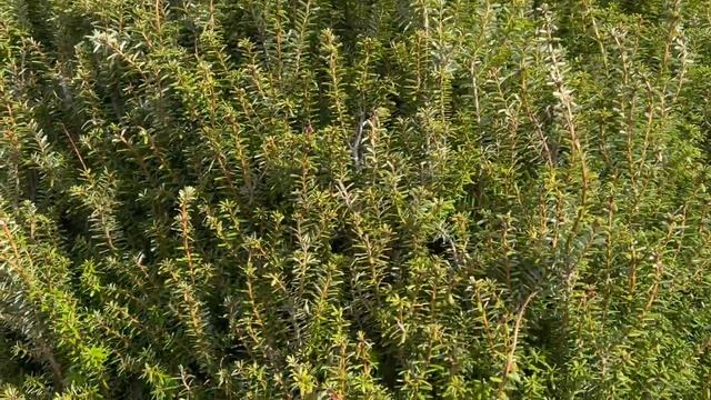 Conifer Garden Walk | Colorful Conifers & Design Tips | Best Botanical Gardens#gardendesign#trees