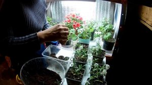 Полная инструкция по черенкованию алиссума вегетативного SNOW PRINCESS.