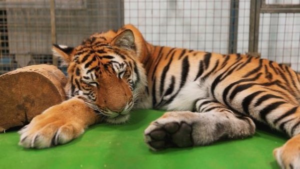 Спокойной ночи ?