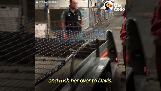 Sick Pig's Parents Do Everything They Can To Save His Life | The Dodo смотреть онлайн