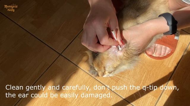 How to Treat and Clean Ear Mites in 2 Easy Steps? ? Look What Was in the Cats' Ears! смотреть онлайн