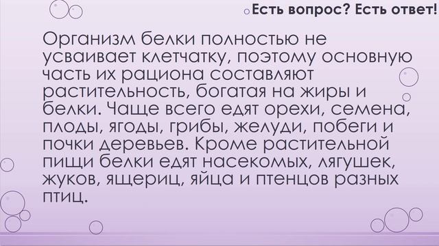 Что едят белки? [126] смотреть онлайн