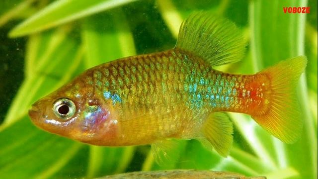 Ксенотока в аквариуме. Содержание и разведение смотреть онлайн