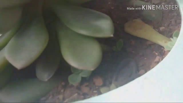 Tirando dúvidas sobre rega de phalaenopsis, mostrando no geral as plantas da minha varanda. смотреть онлайн