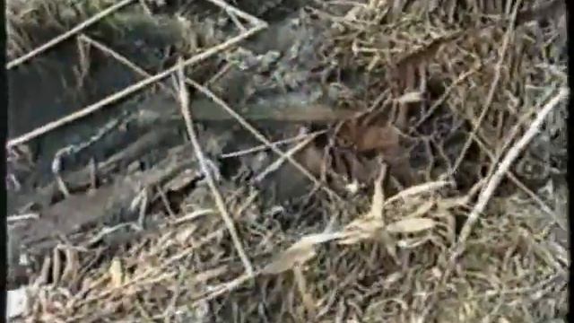 Река+ смотреть онлайн