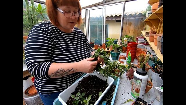 Bla Bla Plante#24🌿Je rempote mes derniers Hoyas et Caudex | Je reviens sur ma dernière vidéo Bla bl смотреть онлайн