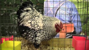 Карликовые куры Выставка Рябушка России, ноябрь 2011