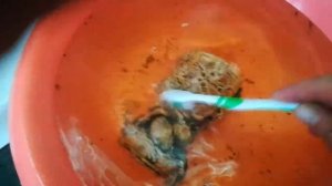 как быстро почистить декор в аквариуме. легко. результат