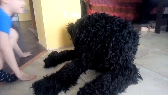 Русский Чёрный Терьер порода - ОГРОМНАЯ СОБАКА В ДОМЕ ! Большие собаки и все про них смотреть онлайн