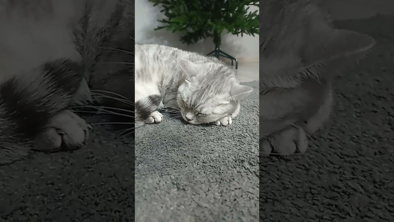 Кого ты спасешь? #shorts #подписка #коттитар #выбери #котики #лайк #котята #милота #шортс смотреть онлайн