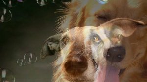 Это знает всякий (детская песенка)