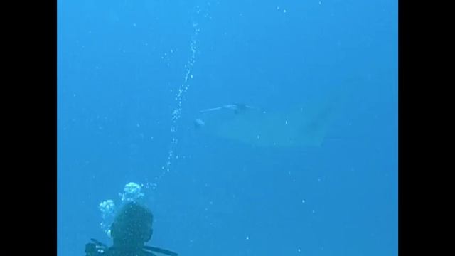 Mantas in the Maldives смотреть онлайн