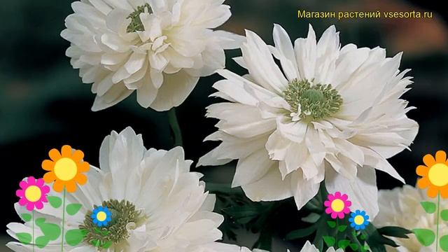 Анемона Маунт Эверест. Краткий обзор, описание характеристик Anemone Sylvestris Mount Everest