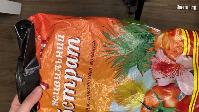 Пересадка калатеи (Орбифолия). Calathea Orbifolia. смотреть онлайн