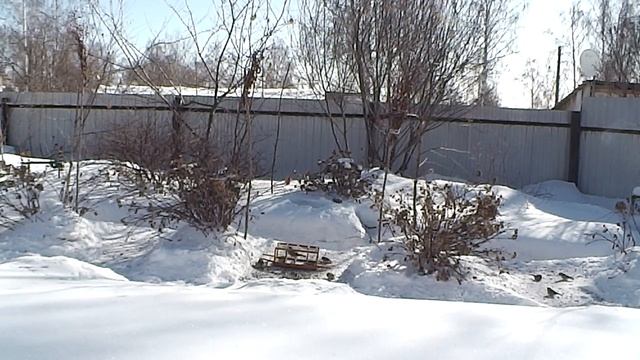 Новый проект.Ловля Снегирей на заподёнку. смотреть онлайн