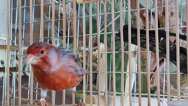 Агат красный мозаик? смотреть онлайн