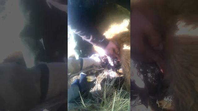 Роды у коровы! смотреть онлайн