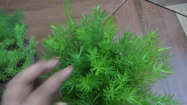 How To Grow Asparagus | Care & propagation Of Asparagus Plant | Super Hardy & low Maintenance Plant смотреть онлайн