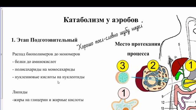 Обмен веществ и энергии в клетке