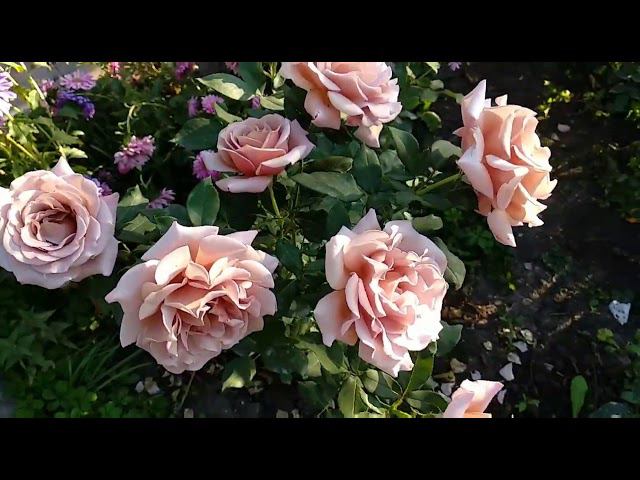 Розы. Две необычные красавицы- подружки. смотреть онлайн