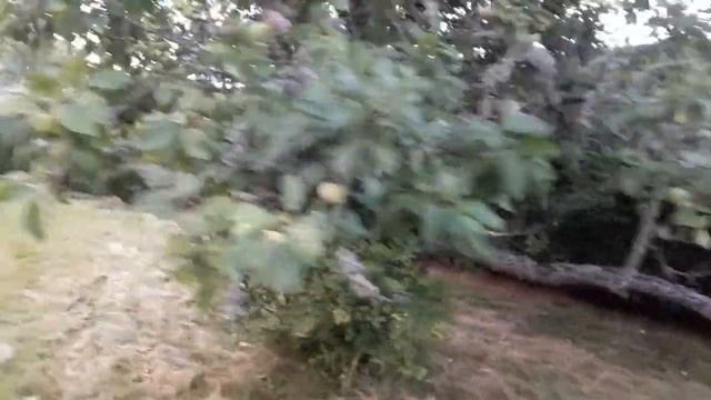 Обрезка туй Стрижка туй Москва ☎️+79990008108 смотреть онлайн