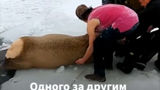Как спасали лосей! смотреть онлайн