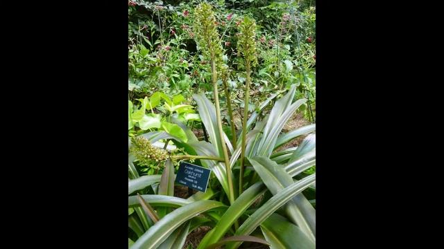 ЭВКОМИС (EUCOMIS) сем. Гиацинтовые смотреть онлайн