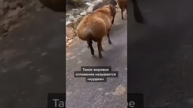 почему у овец такие попы??? #shorts #tiktok смотреть онлайн